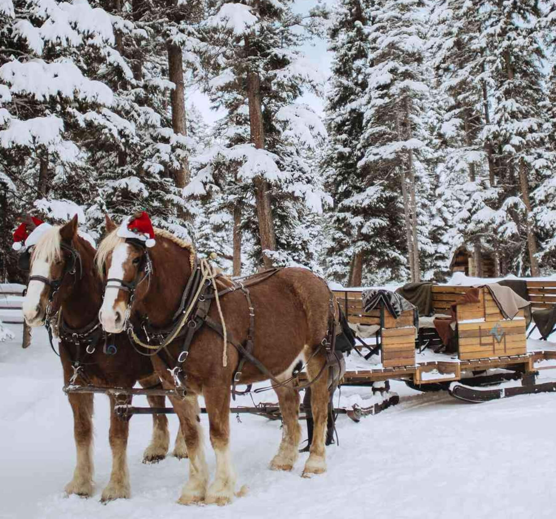 Sleigh Ride to Lone Mountain Ranch
