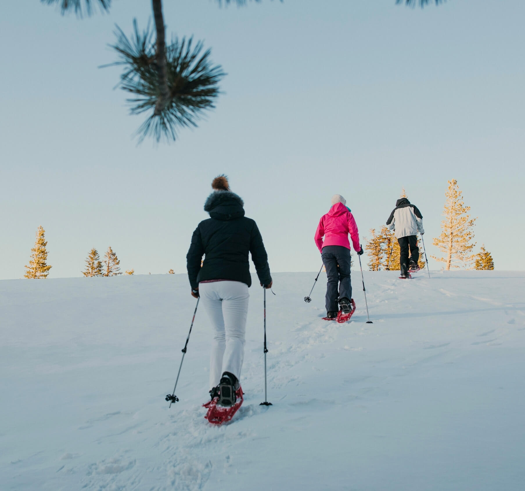 Snowshoe Under the Stars