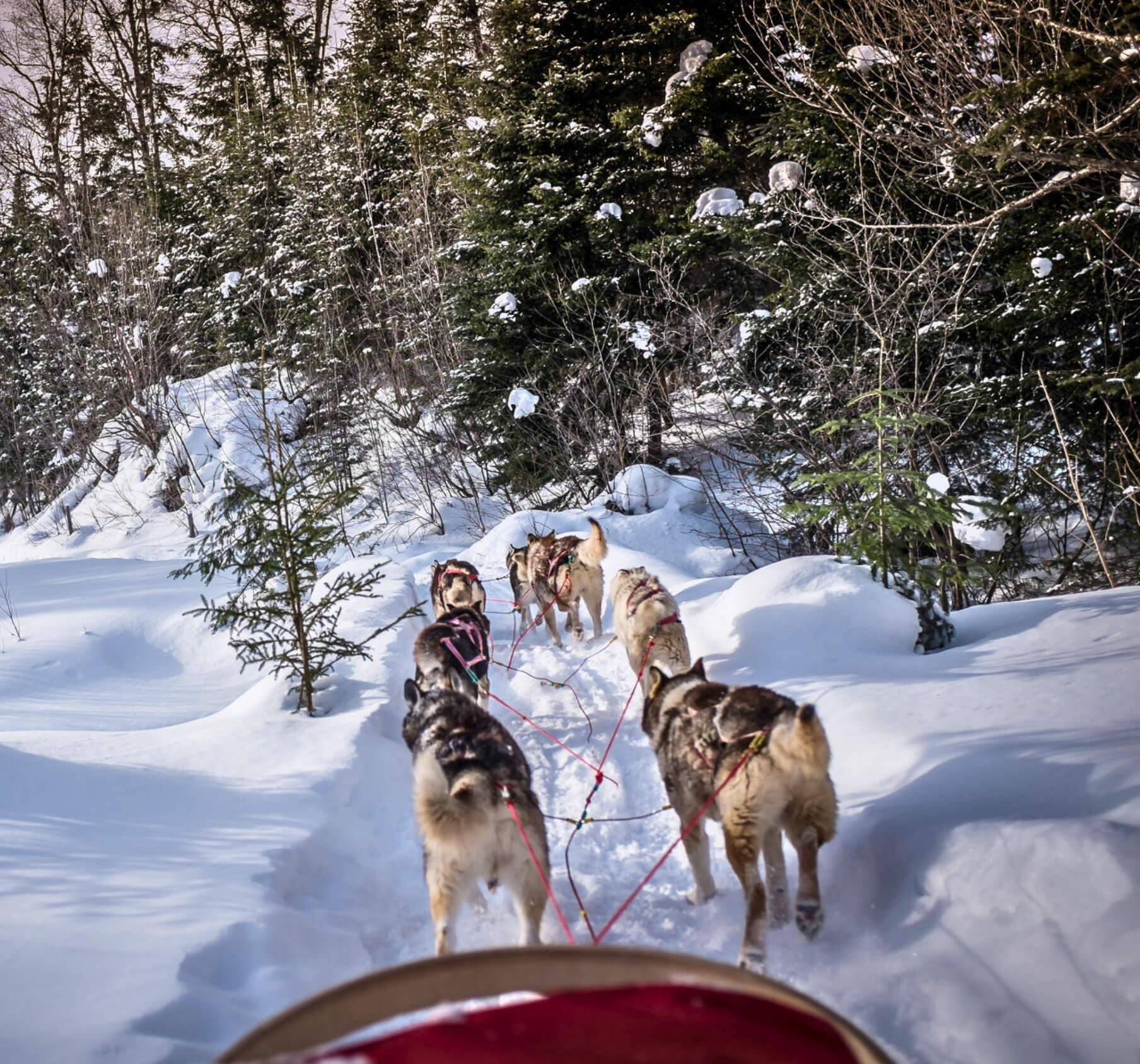 Dog Sledding Excursion